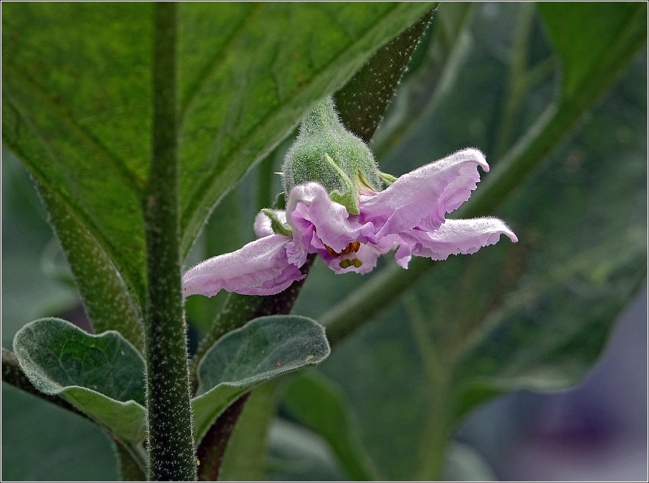 Изображение особи Solanum melongena.