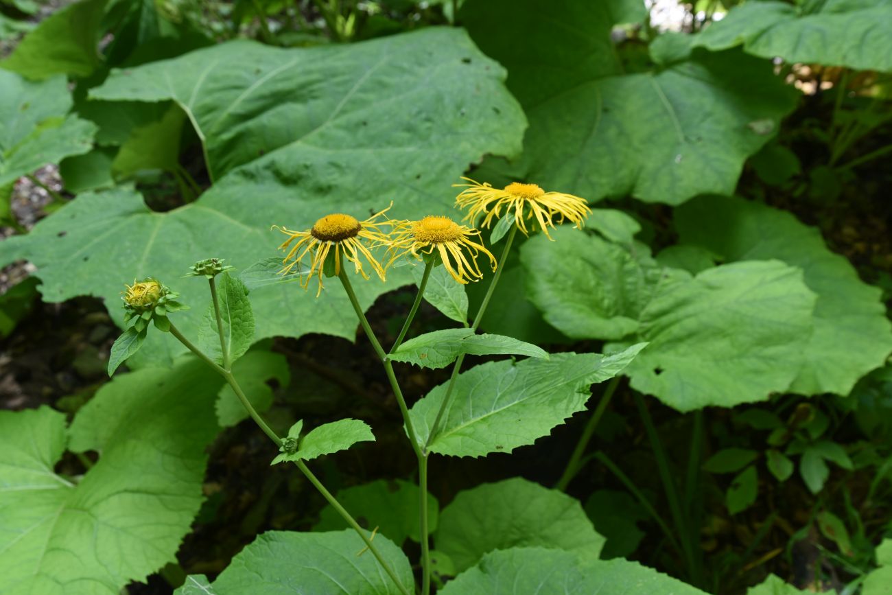 Изображение особи Telekia speciosa.