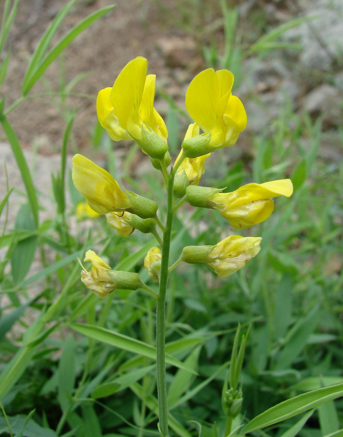 Изображение особи Lathyrus pratensis.