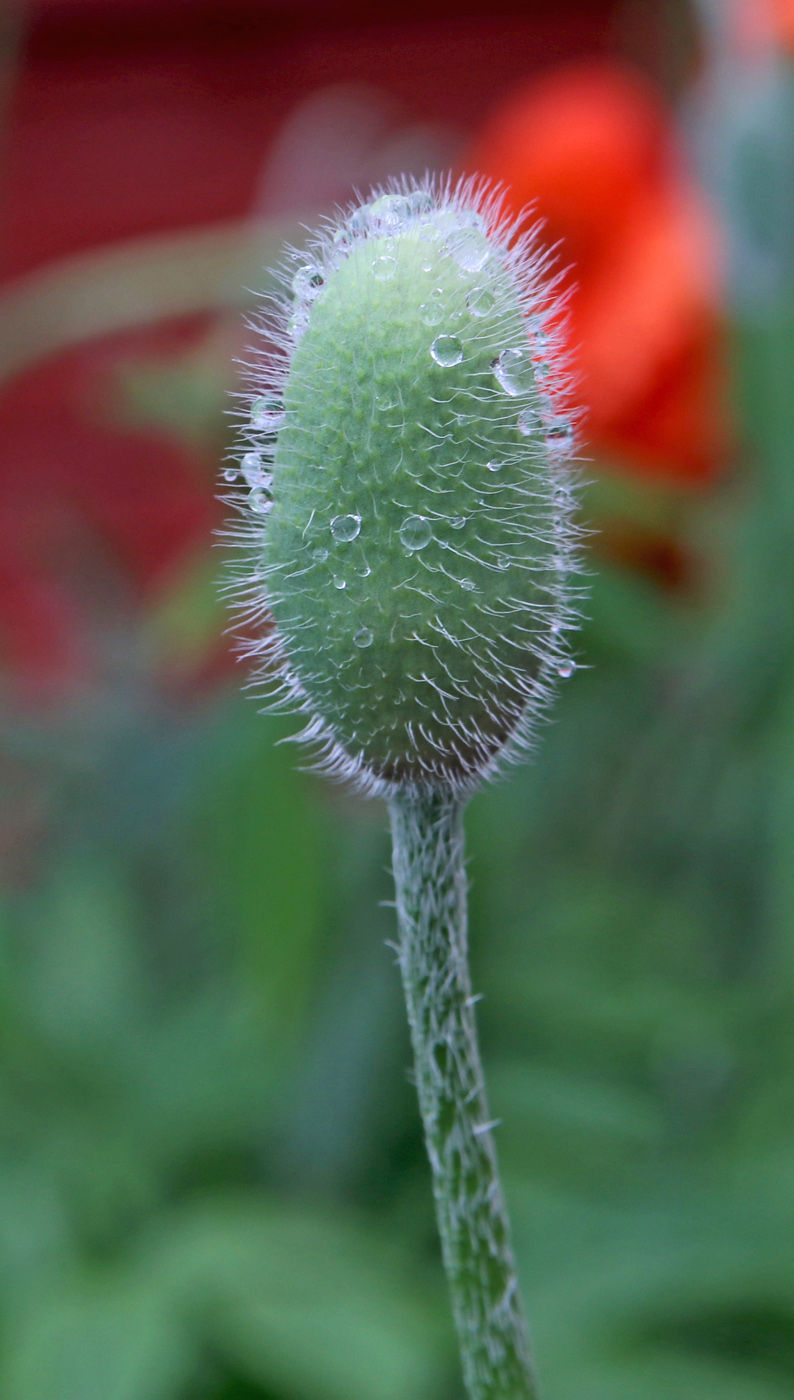 Image of Papaver setiferum specimen.