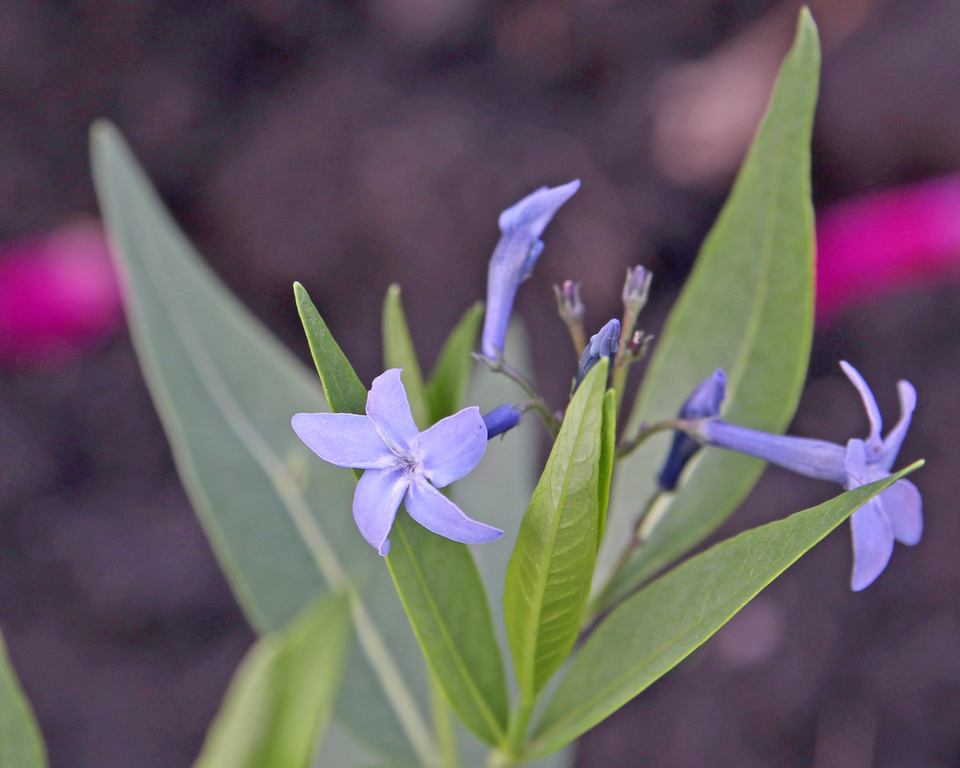 Изображение особи Amsonia tabernaemontana.