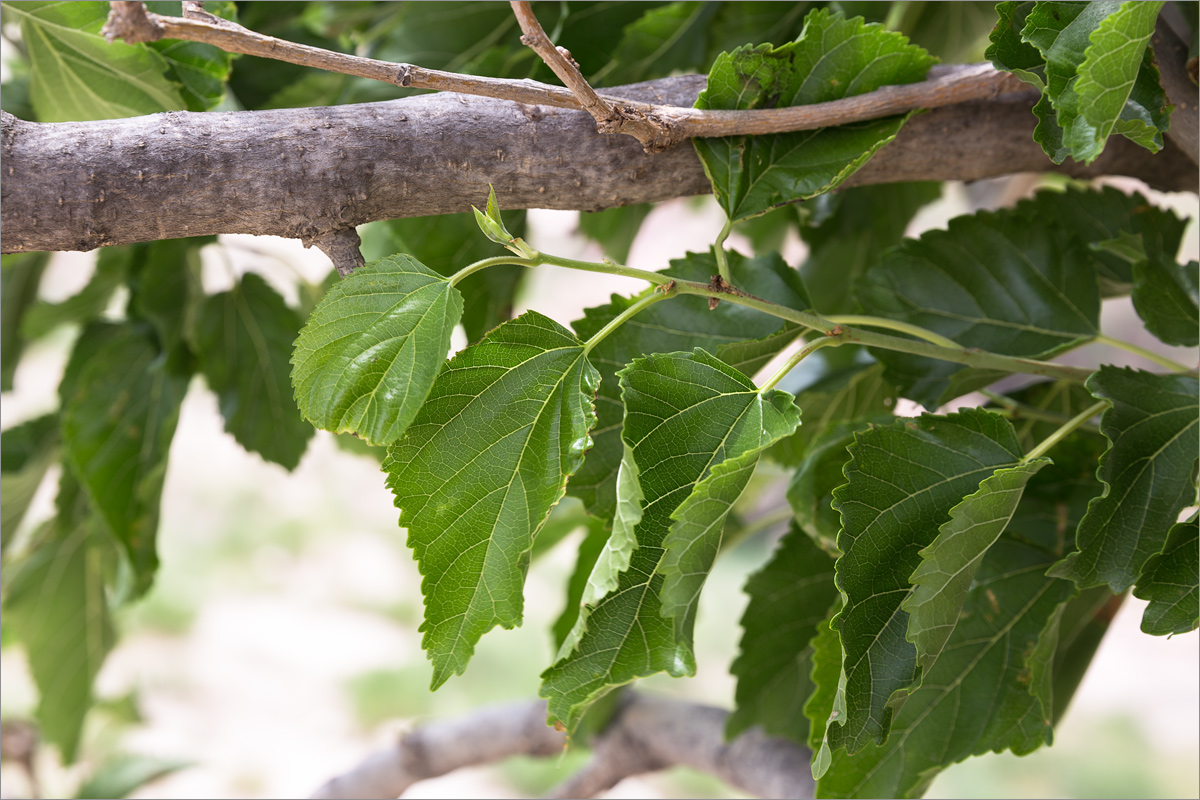 Изображение особи Morus alba.