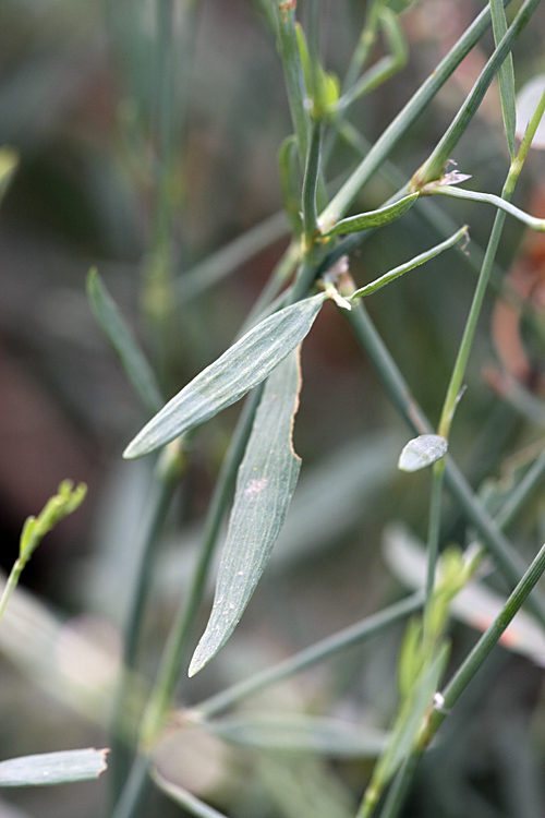 Image of Polygonum hyrcanicum specimen.