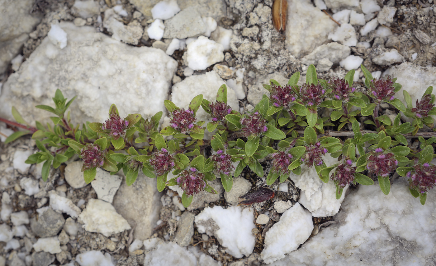 Image of Thymus hirticaulis specimen.