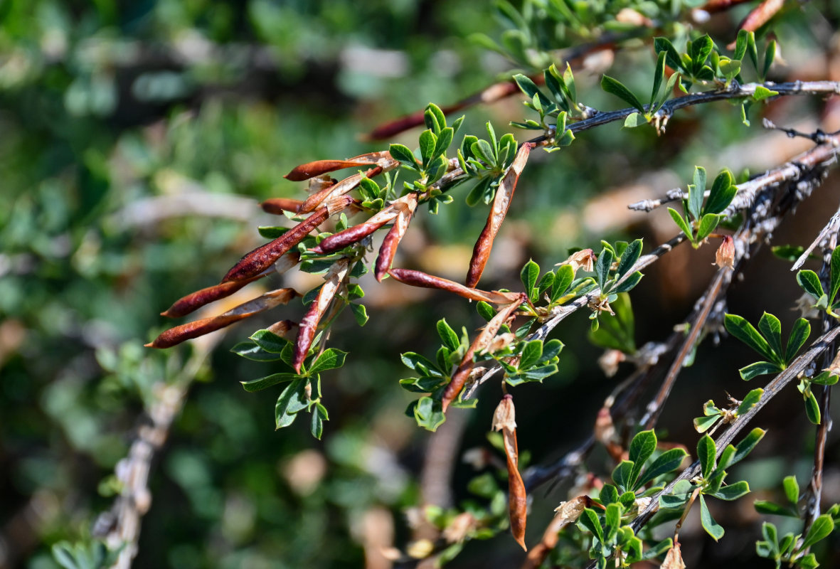 Image of Caragana frutex specimen.