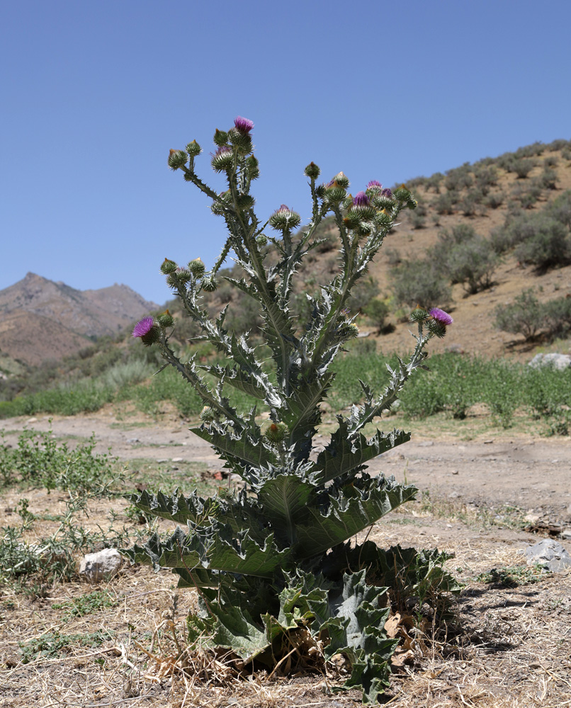 Image of Onopordum acanthium specimen.