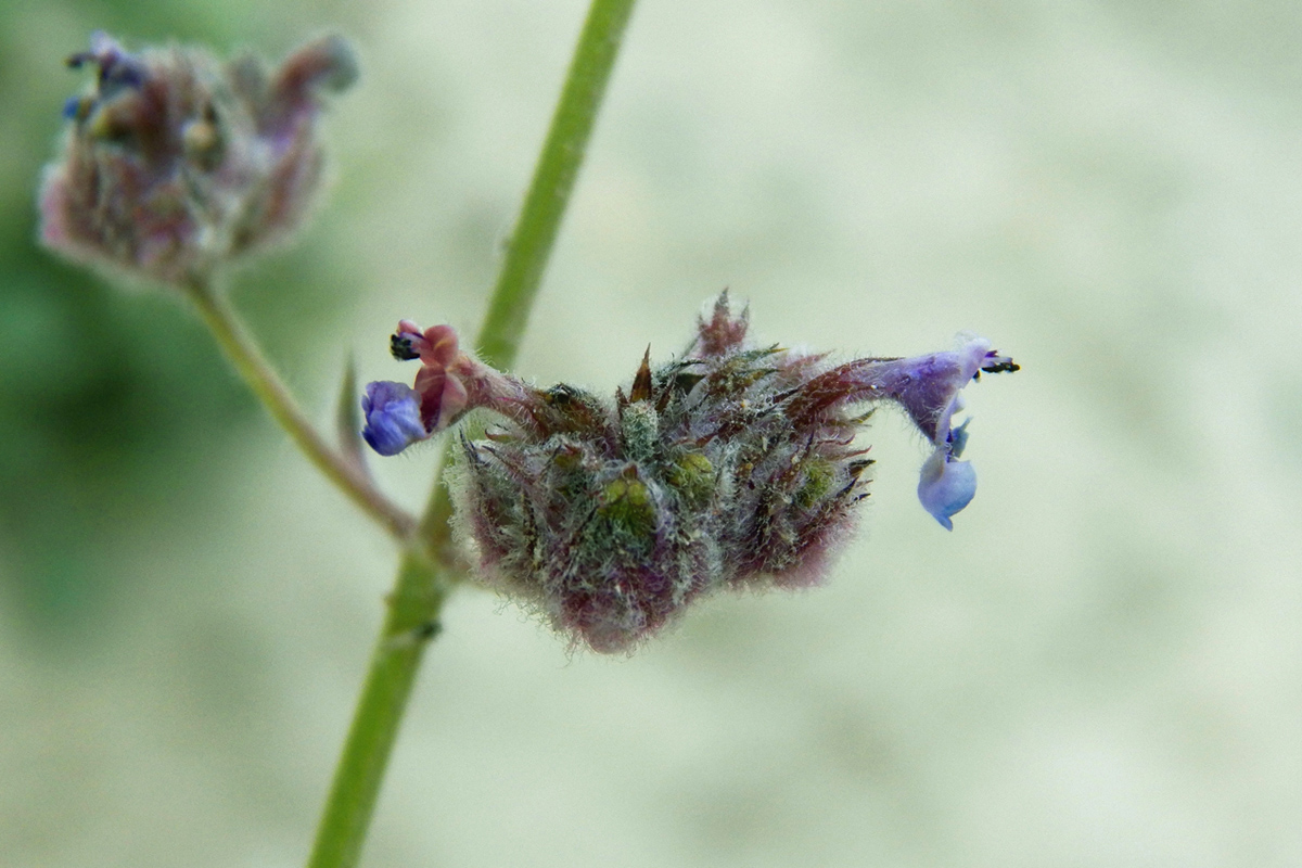 Изображение особи Nepeta floccosa.