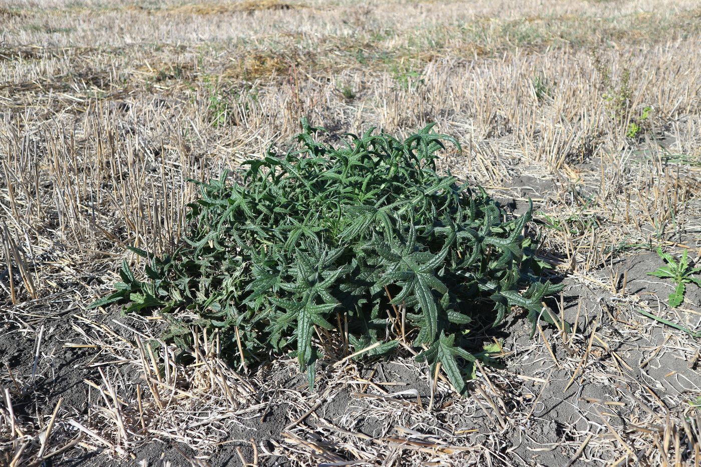 Изображение особи Cirsium vulgare.