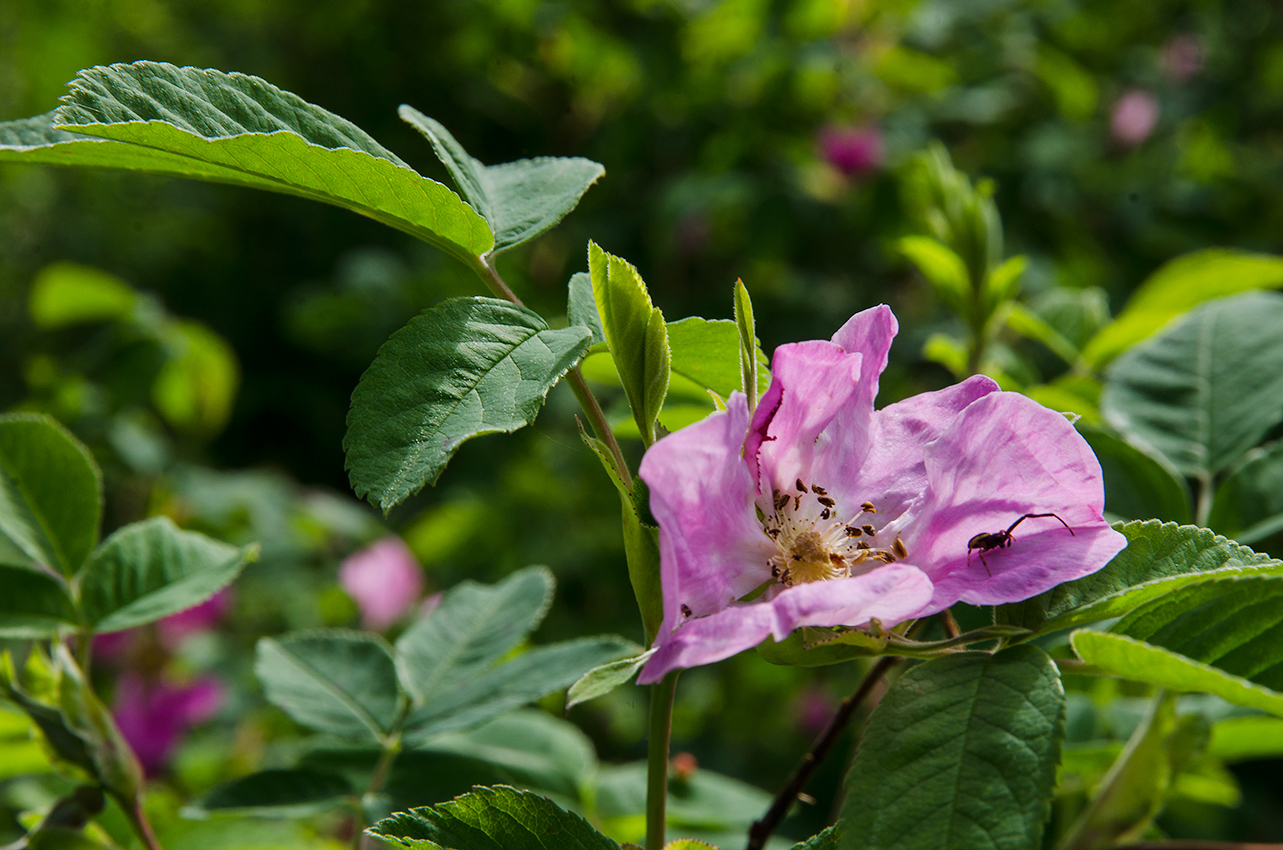 Изображение особи род Rosa.