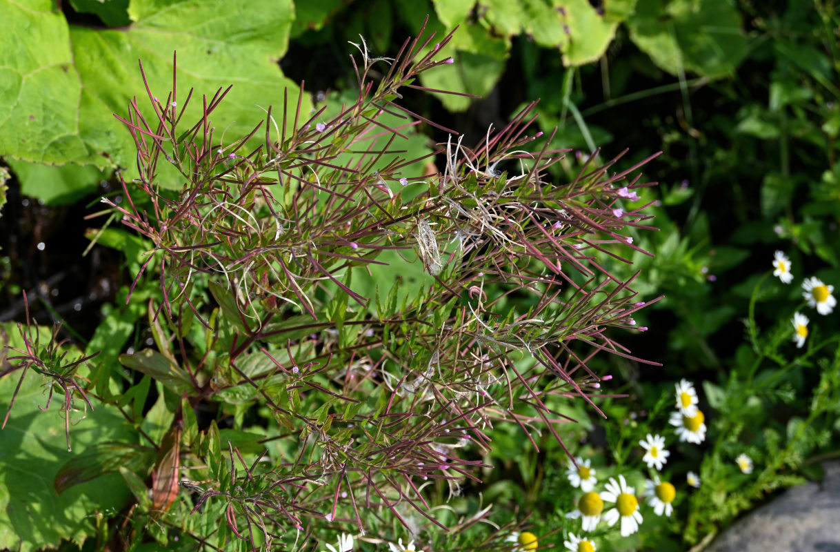 Изображение особи род Epilobium.