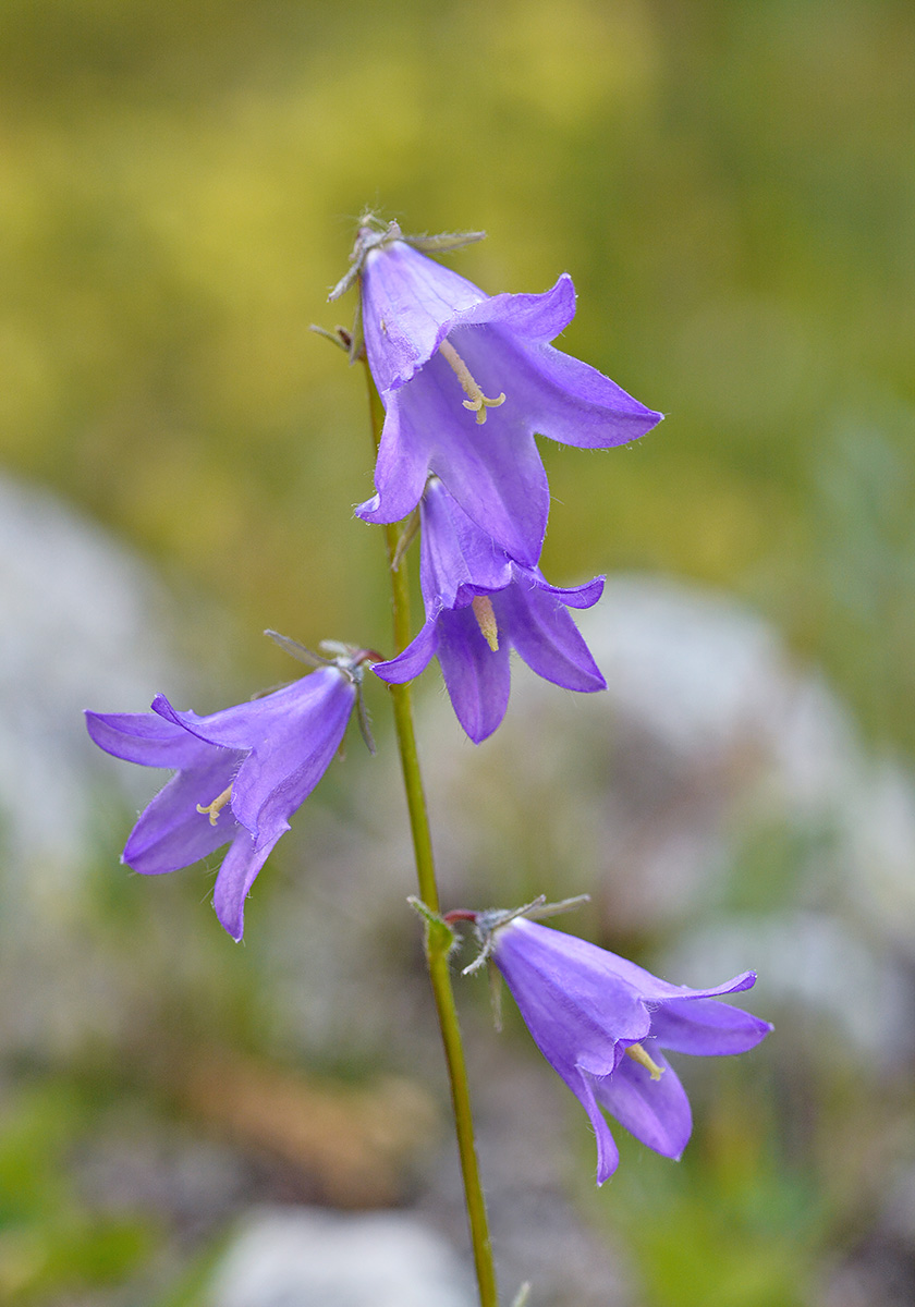 Изображение особи Campanula collina.