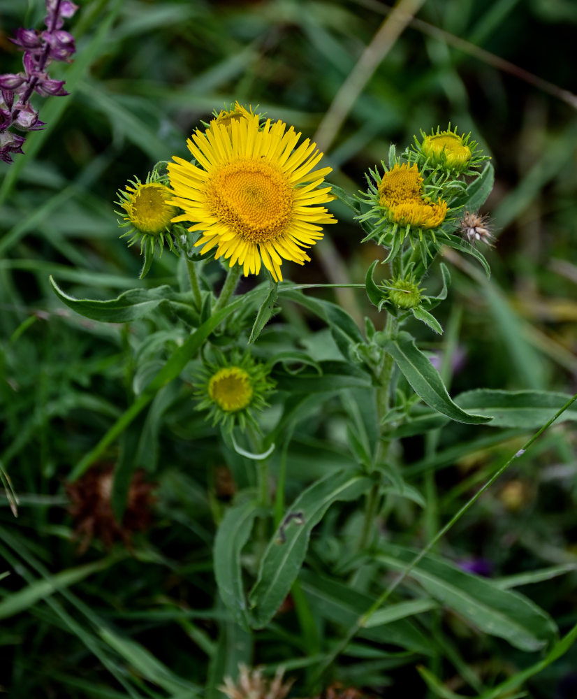 Изображение особи Inula britannica.