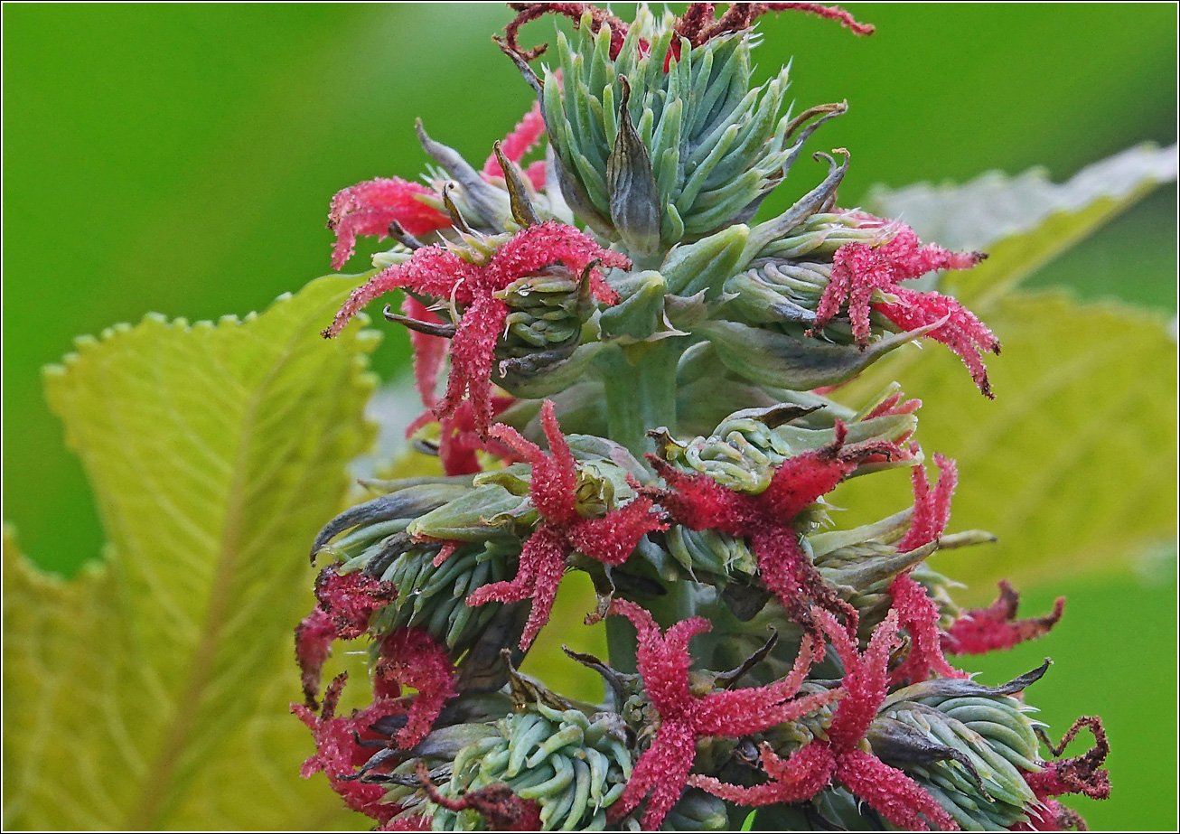 Image of Ricinus communis specimen.