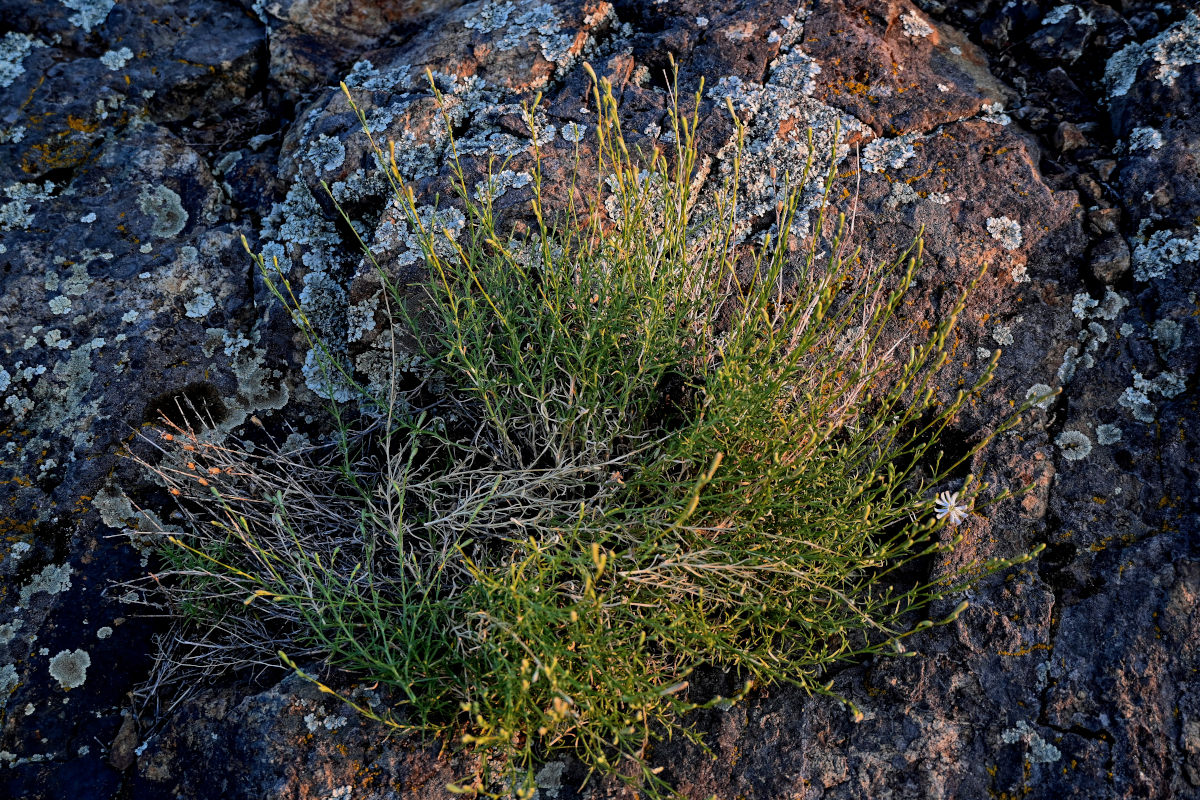 Image of Silene altaica specimen.