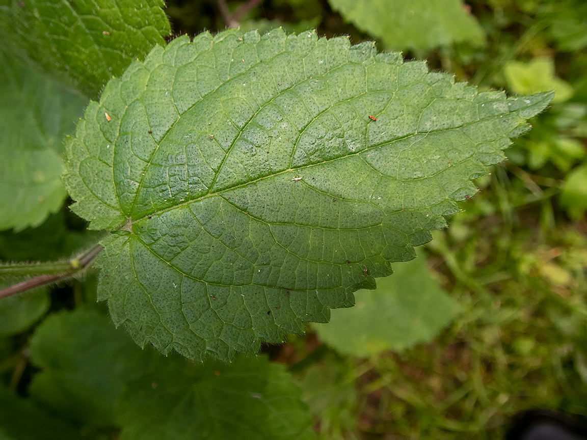 Image of Stachys sylvatica specimen.