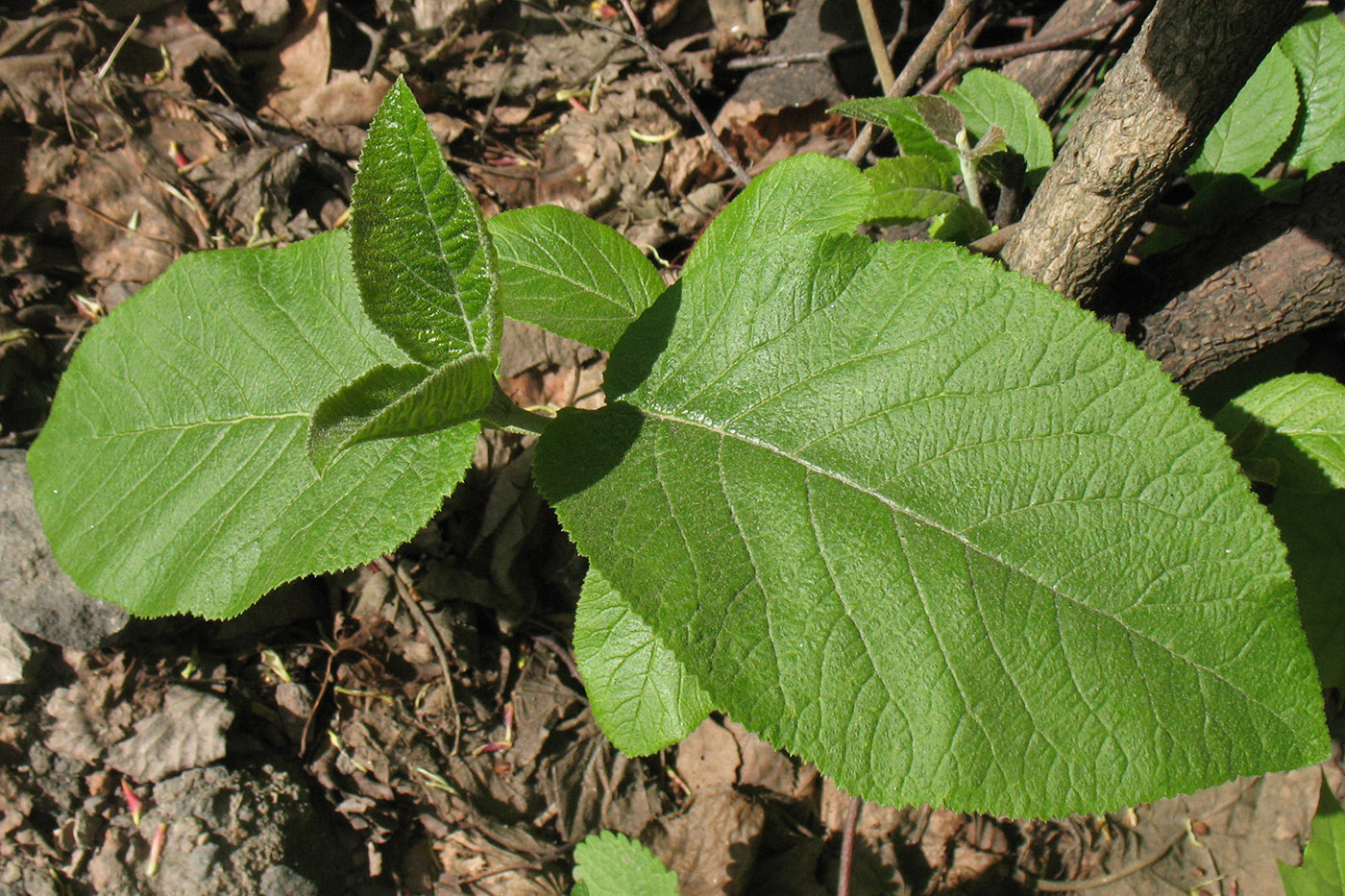 Image of Viburnum lantana specimen.