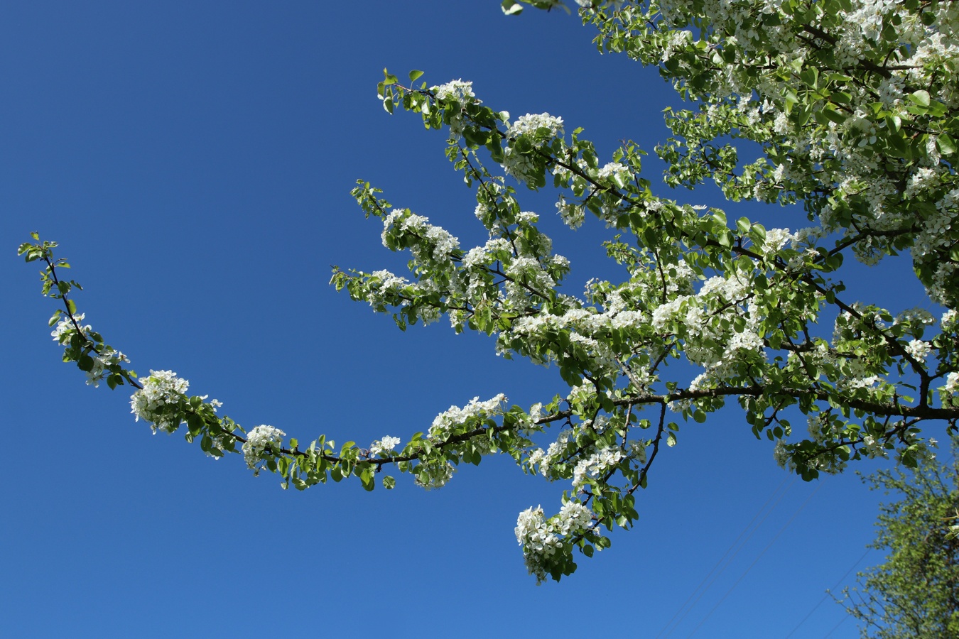 Image of Pyrus communis specimen.