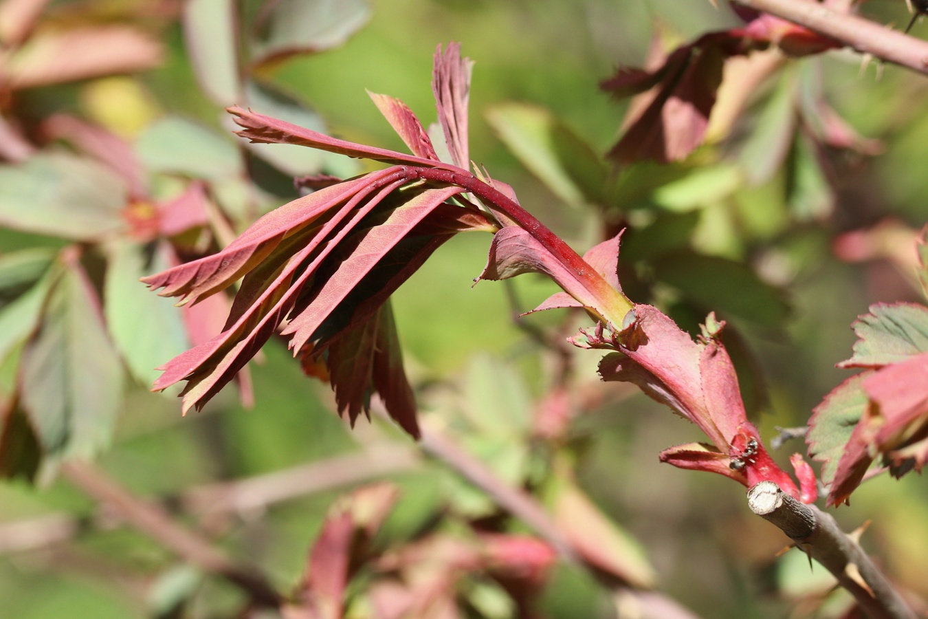 Изображение особи Rosa glauca.