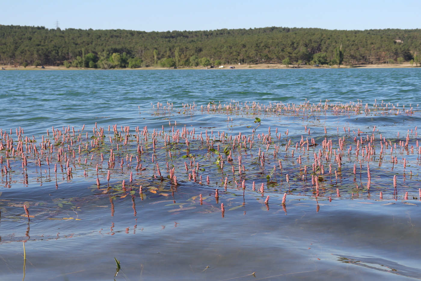 Изображение особи Persicaria amphibia.