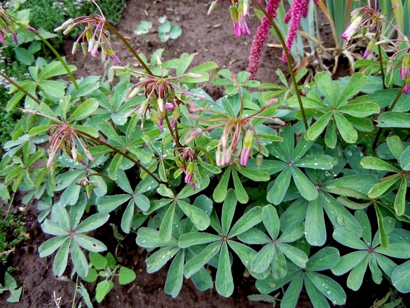 Image of Oxalis lasiandra specimen.