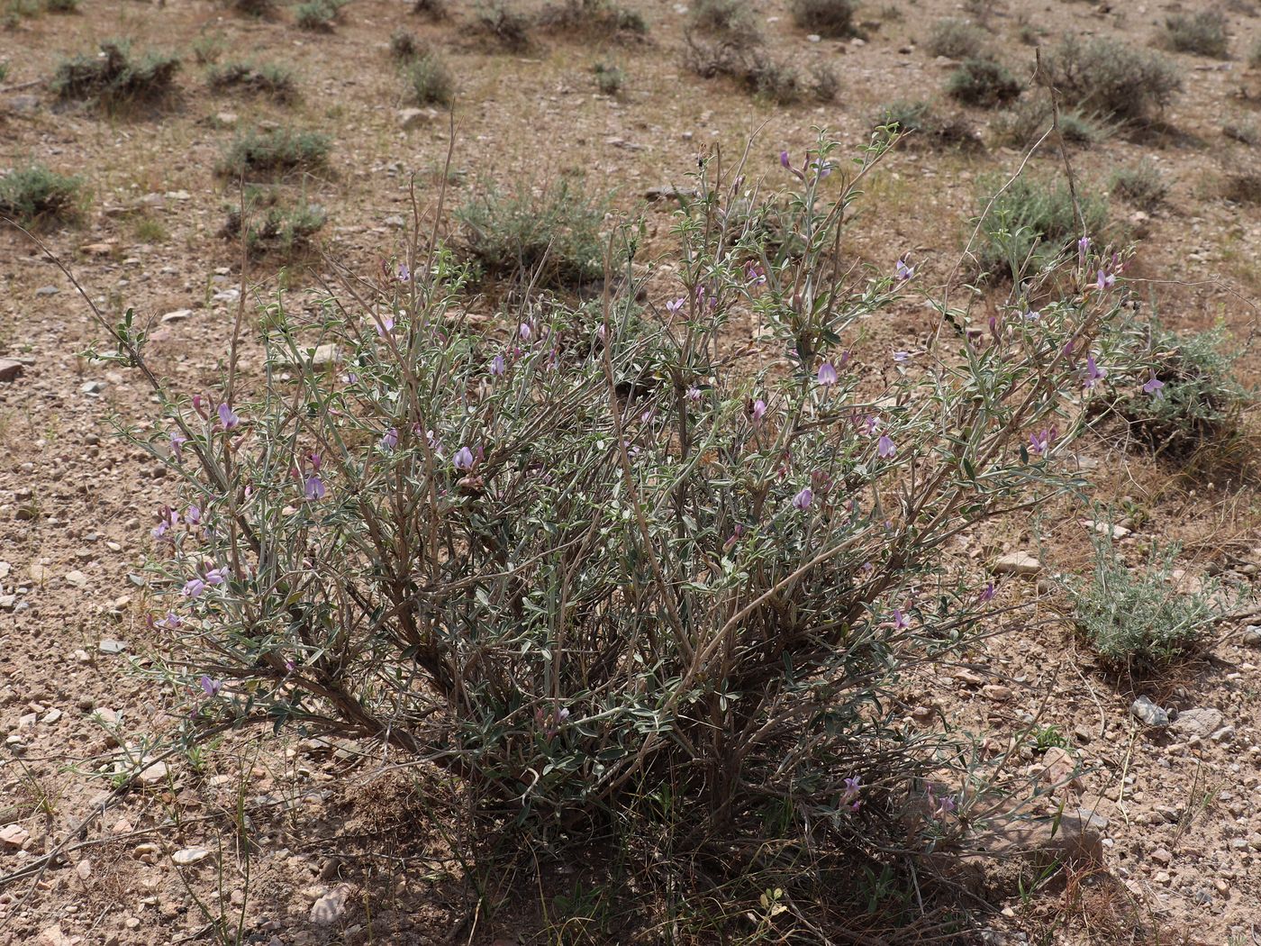 Image of Astragalus villosissimus specimen.