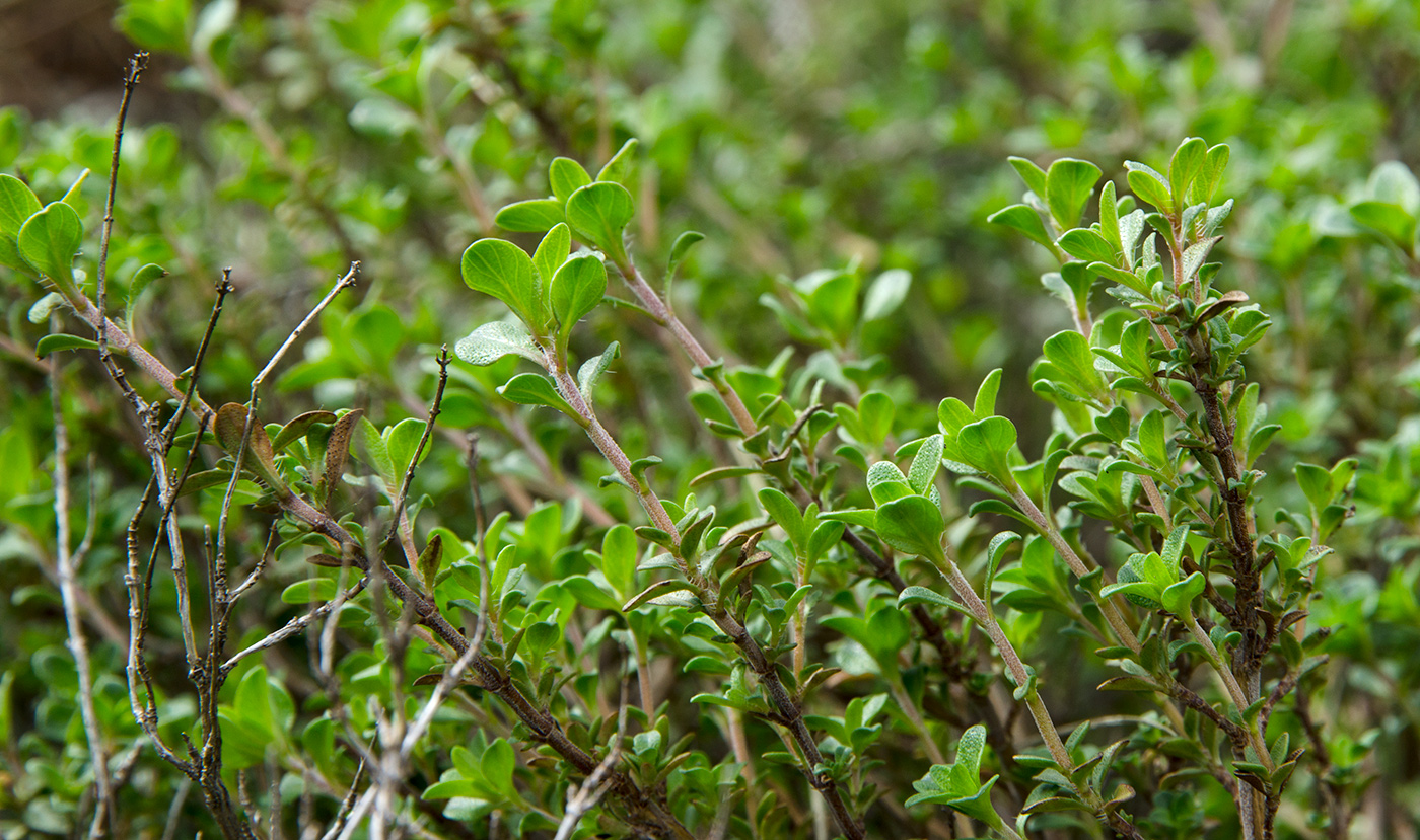 Изображение особи род Thymus.