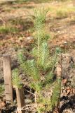 Pinus pinea. Молодое растение (впоследствии повреждено газонокосилкой и погибло). Краснодарский край, Черноморское побережье Кавказа, г. Новороссийск, в культуре. 5 ноября 2017 г.