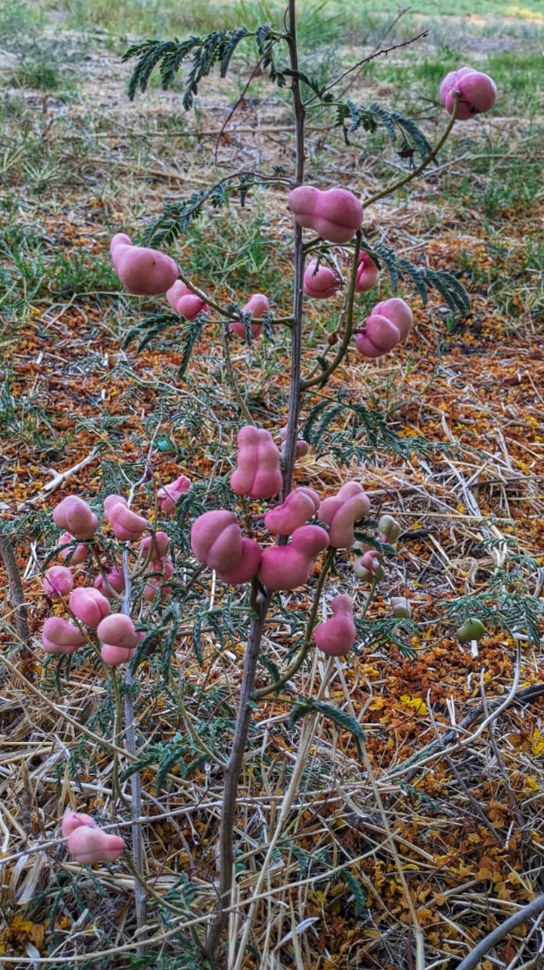 Изображение особи Lagonychium farctum.