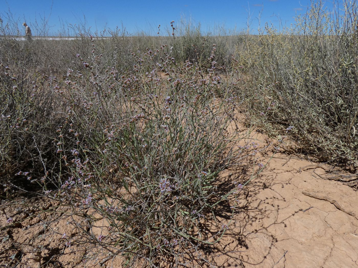 Image of Limonium suffruticosum specimen.