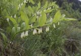 Polygonatum odoratum. Цветущее растение. Испания, автономное сообщество Каталония, провинция Жирона, комарка Рипольес, муниципалитет Сеткасес, окр. н.п. Сеткасес, ≈1310 м н.у.м., пойма р. Тер, в щелях подпорной стенки между угодий. 02.06.2024.