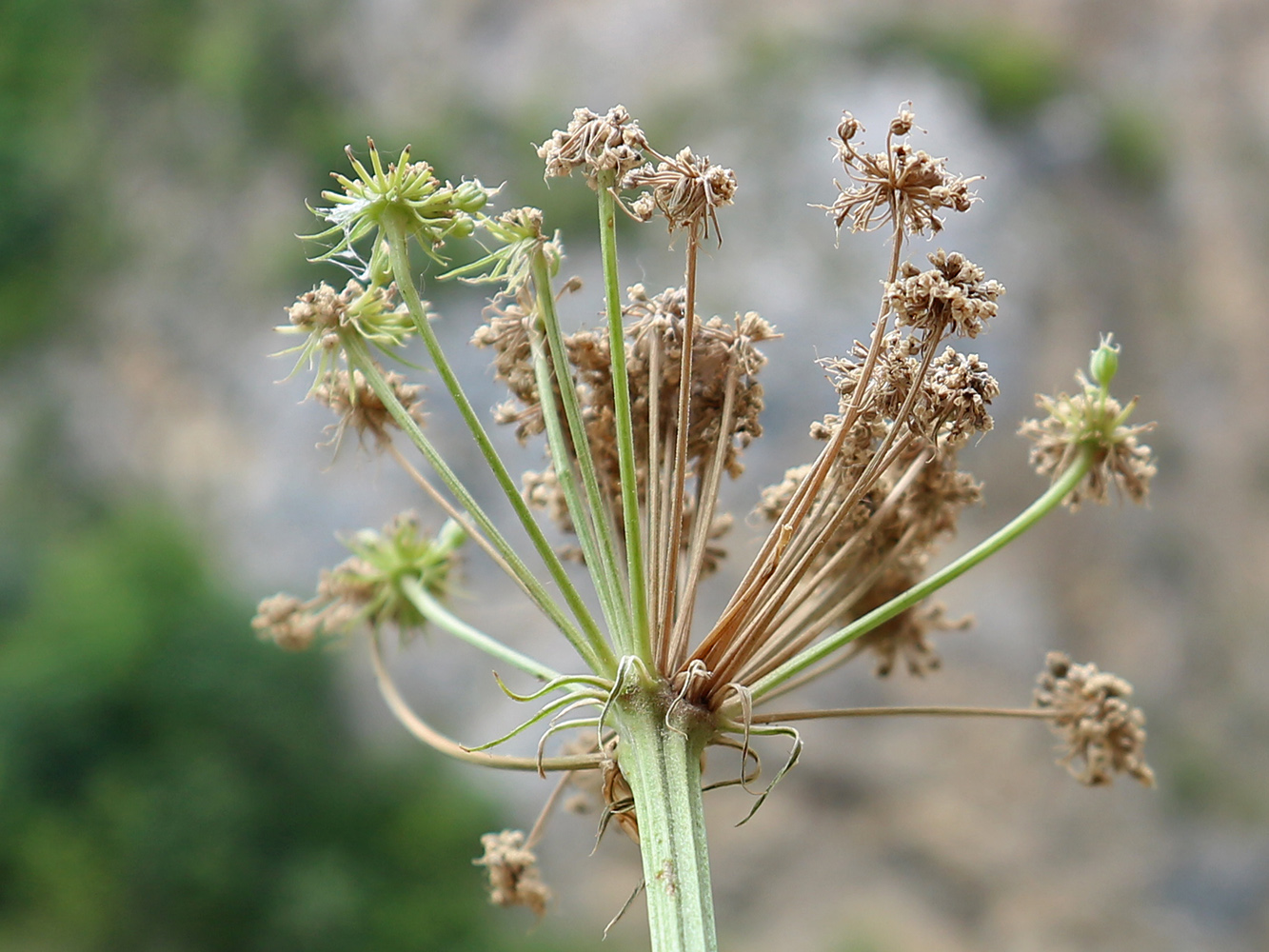 Image of genus Seseli specimen.