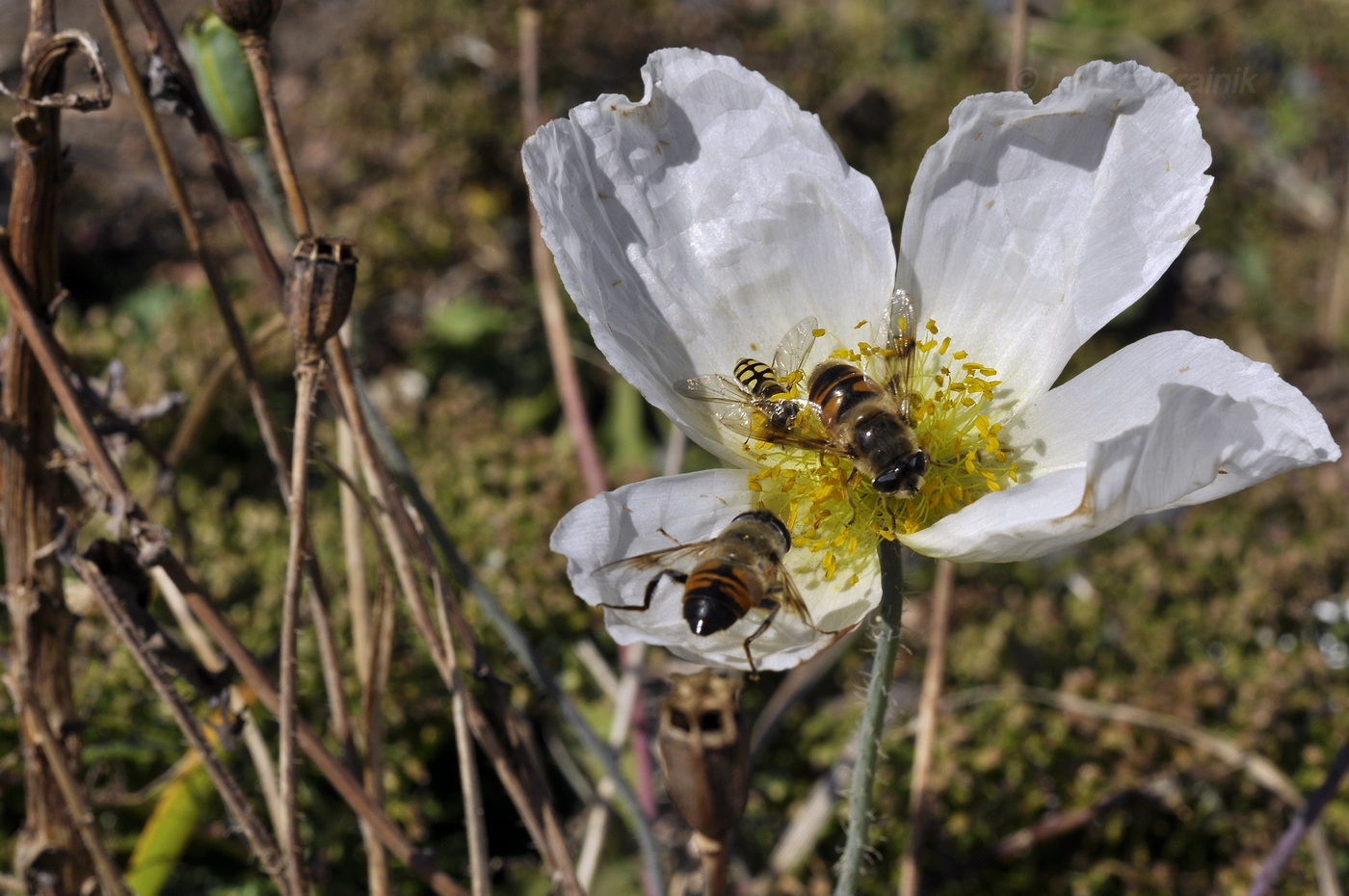 Изображение особи Papaver sokolovskajae.