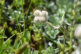 Antennaria caucasica. Соцветие. Чечня, Шаройский р-н, окр. пер. Цумандинский, выс. ок. 2380 м н.у.м., луг. 24 июня 2024 г.