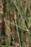 Equisetum hyemale