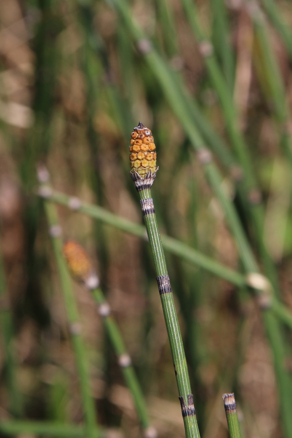 Изображение особи Equisetum hyemale.