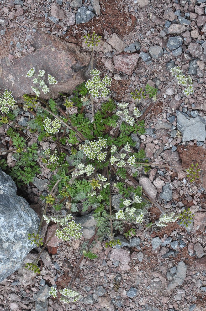 Изображение особи семейство Apiaceae.