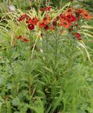 Helenium autumnale