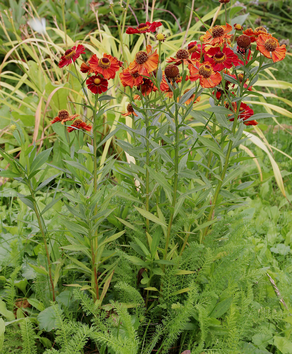 Изображение особи Helenium autumnale.