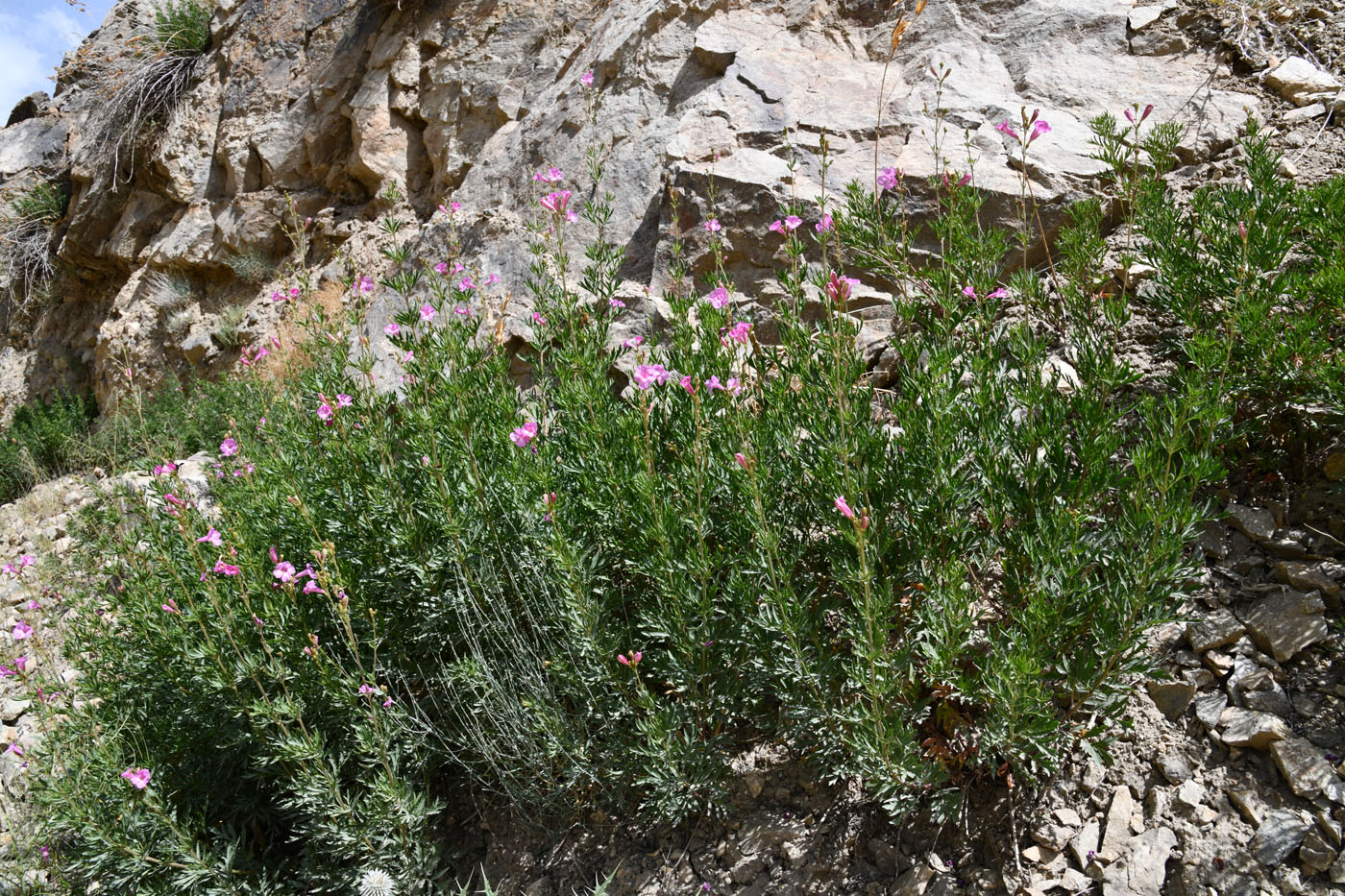 Image of Incarvillea olgae specimen.