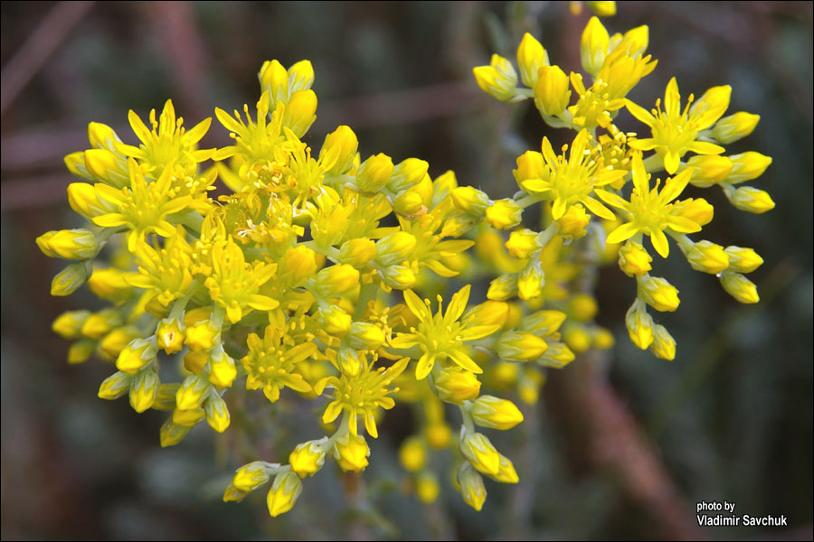 Image of Sedum reflexum specimen.