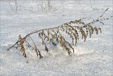 Artemisia vulgaris. Верхушка плодоносящего зимующего растения. Москва, Кузьминский лесопарк. 26.03.2006.