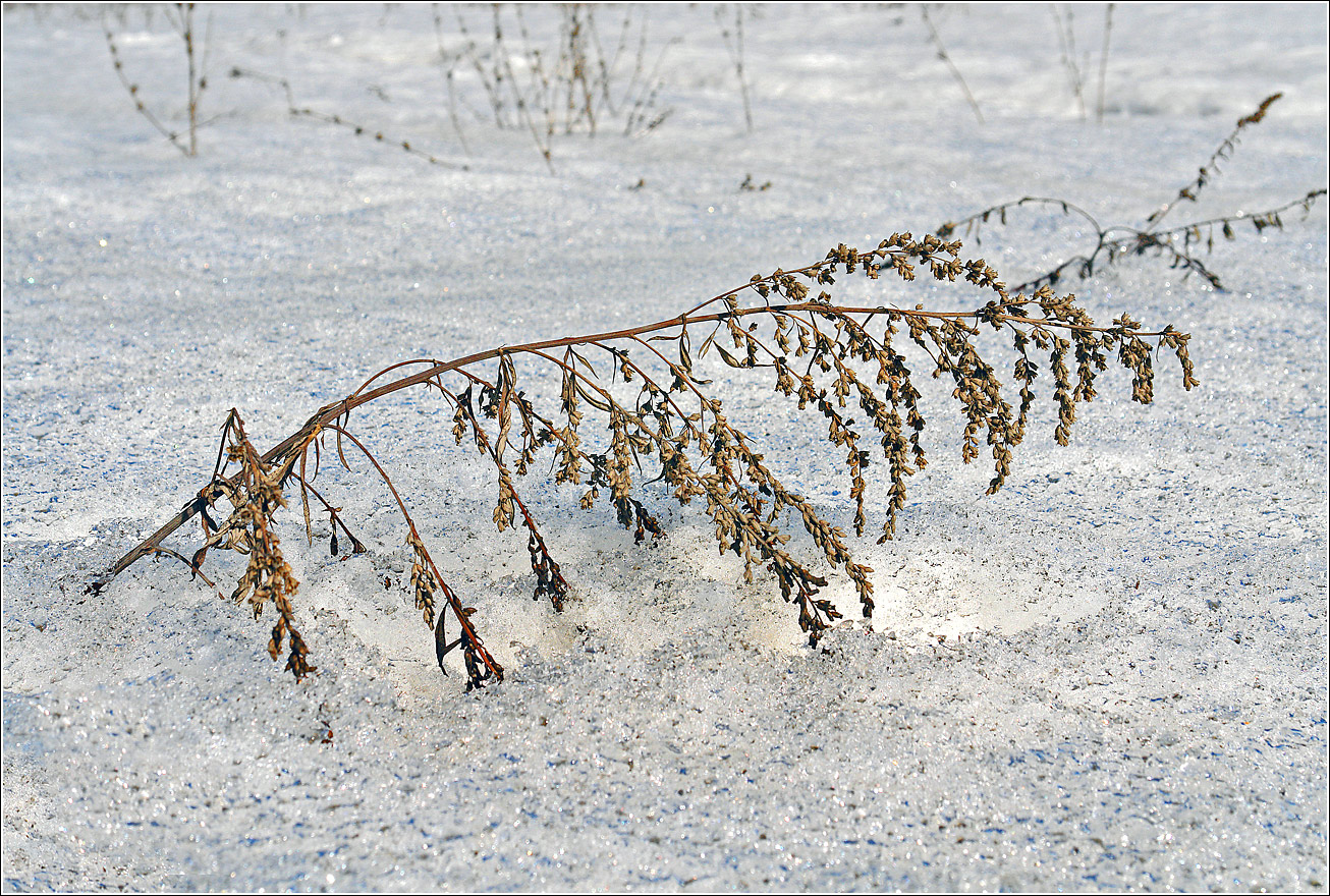 Изображение особи Artemisia vulgaris.