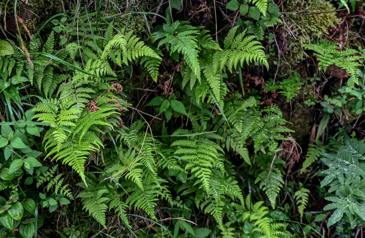 Image of Thelypteris hattorii specimen.