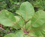 Смотреть изображение Cotinus coggygria