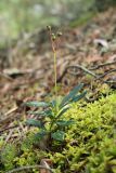 Chimaphila umbellata. Плодоносящее растение. Ленинградская обл., Кингисеппский р-н, окр. дер. Выбье, экологическая тропа; старая дюна, зеленомошный сосняк. 04.08.2024.