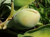 Смотреть изображение род Magnolia