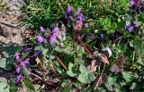 View full-size image Lamium purpureum