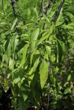 View full-size image Salvia farinacea