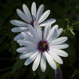 View full-size image Dimorphotheca ecklonis