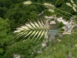 View full-size image Agropyron pinifolium